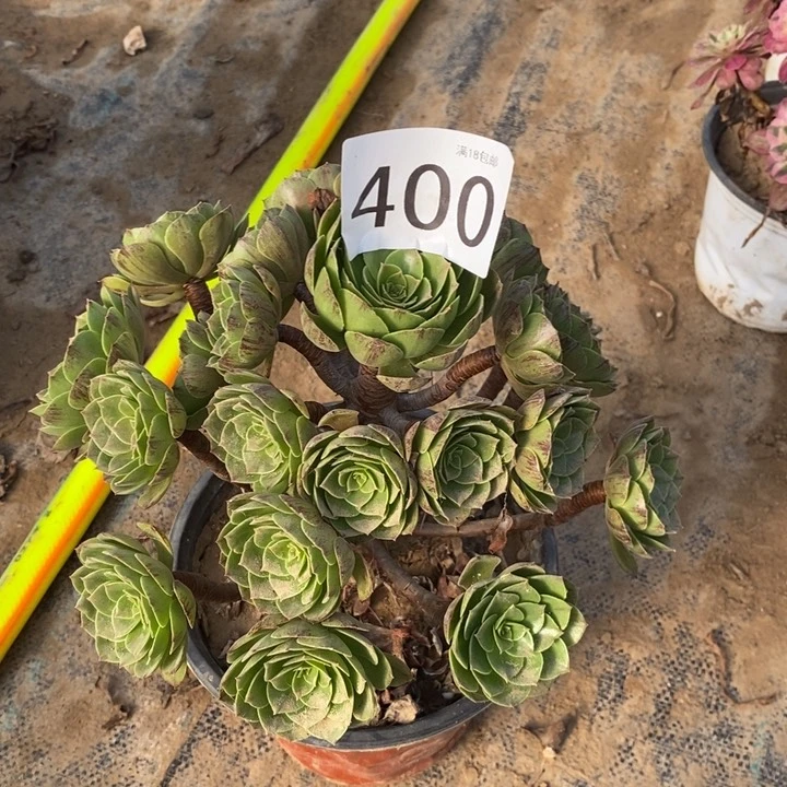 400万拉丝手捧0000000