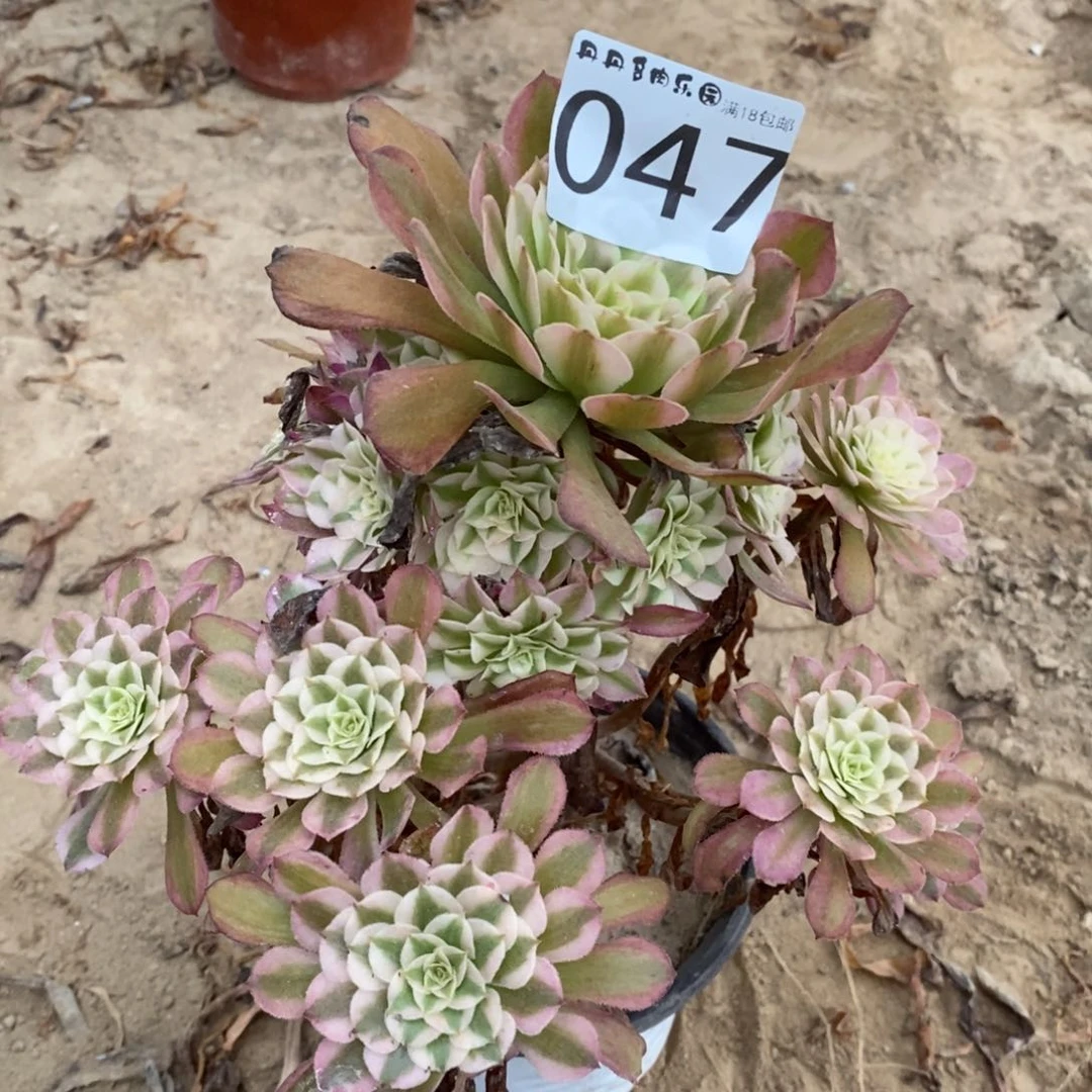 047铜壶白手捧桩不直东