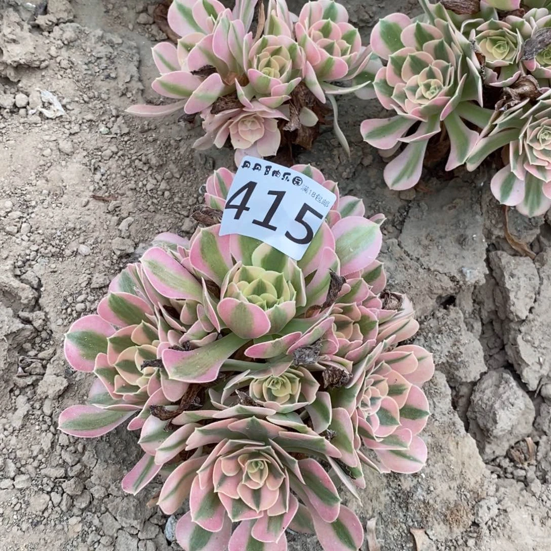 415粉女巫绣球2课东