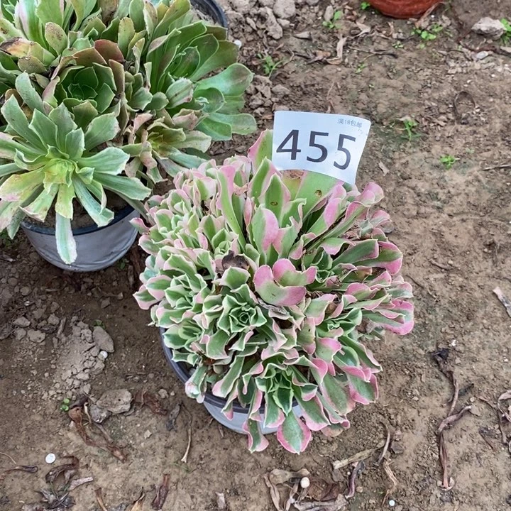 455白凤手捧000000