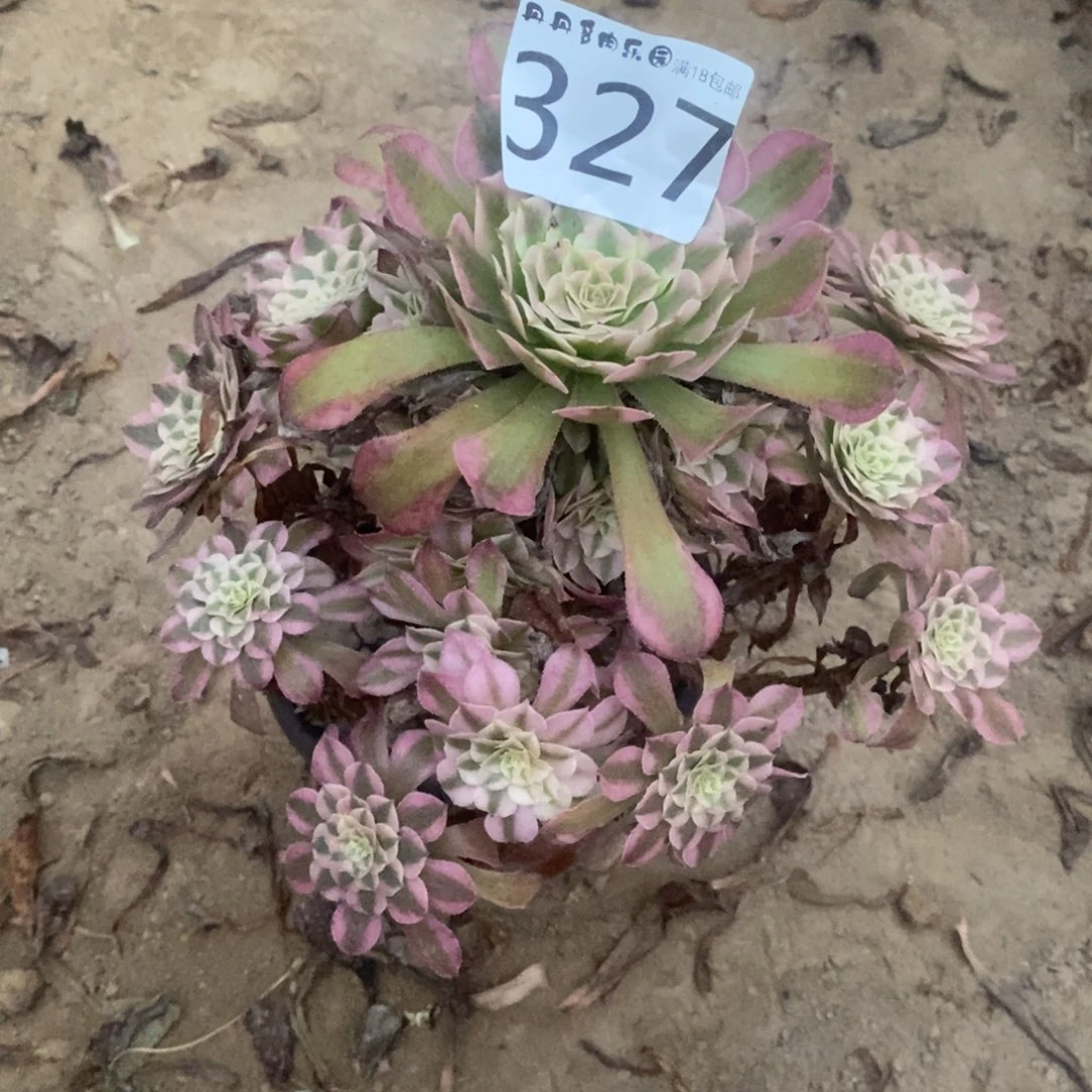 327铜壶白手捧东