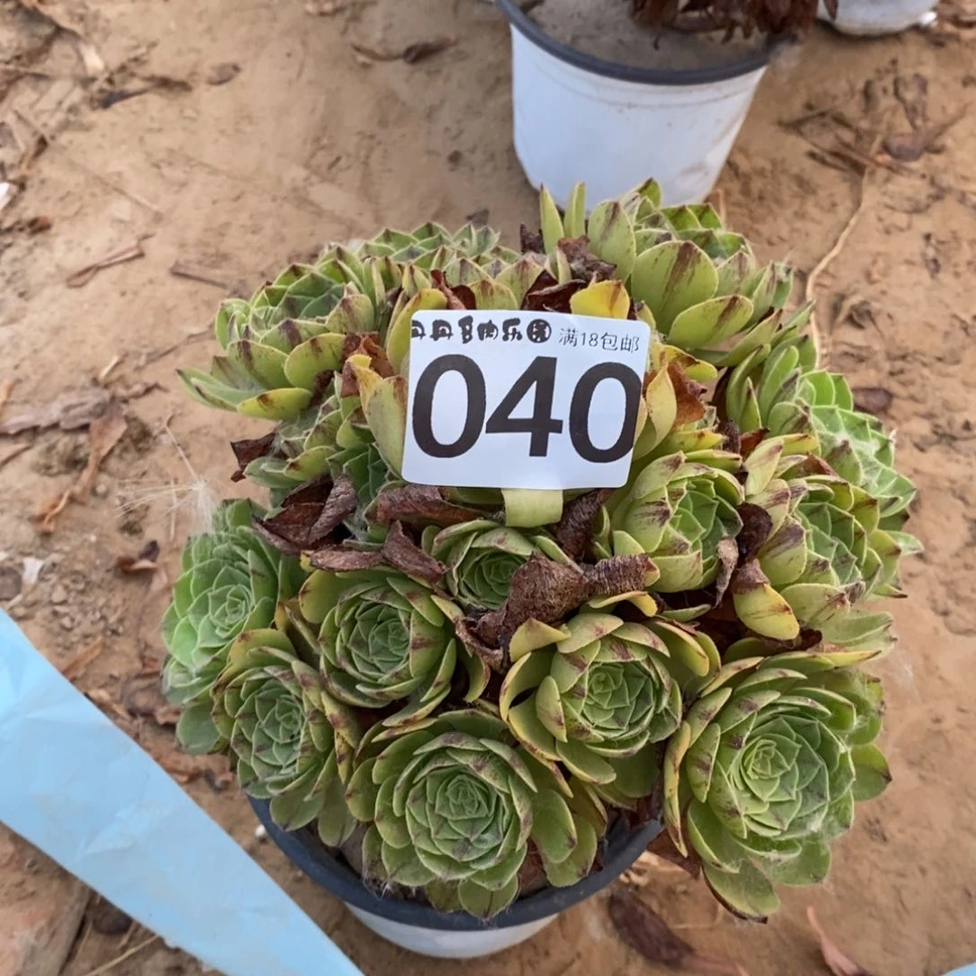 040万拉丝手捧1棚