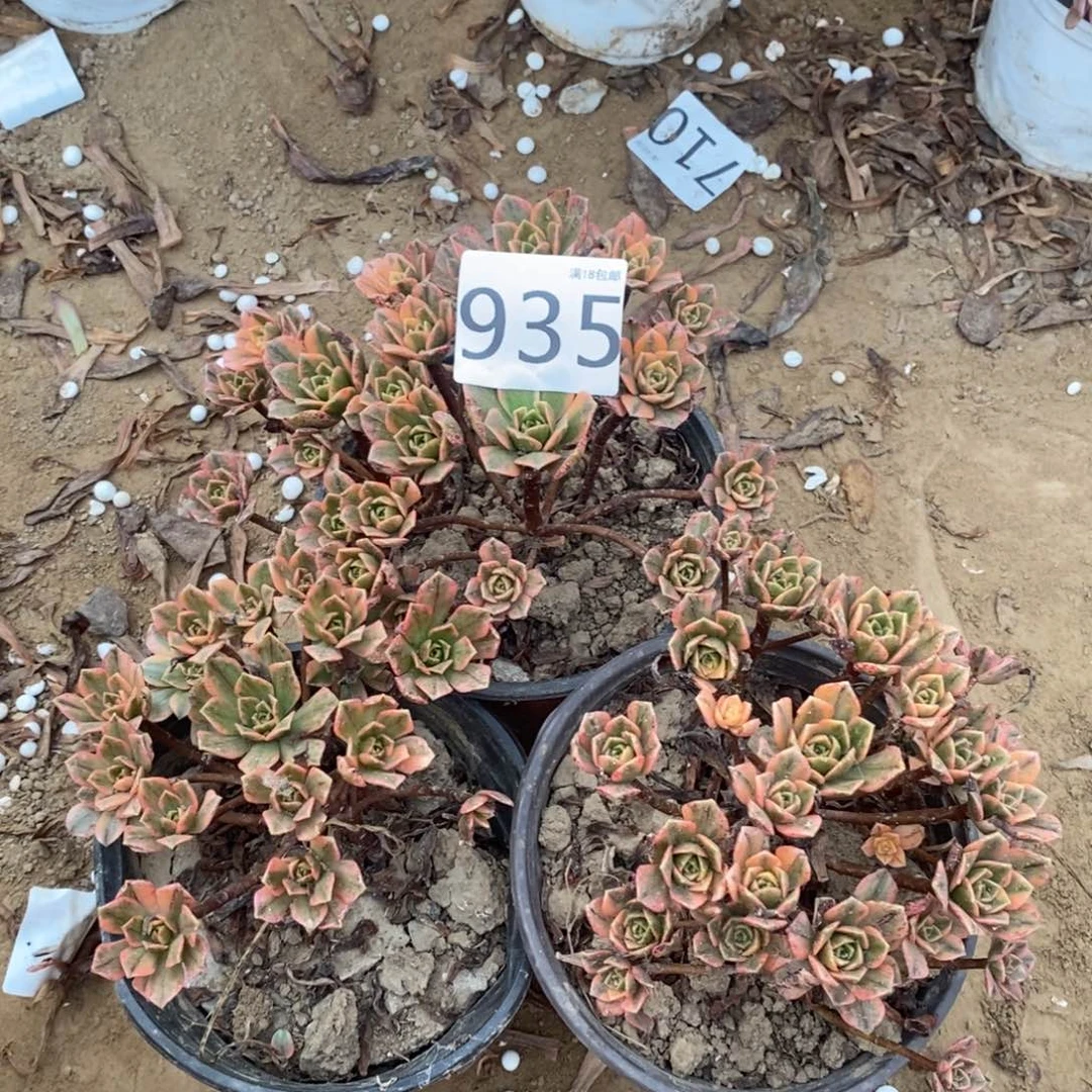 935甜茶3颗手捧1棚