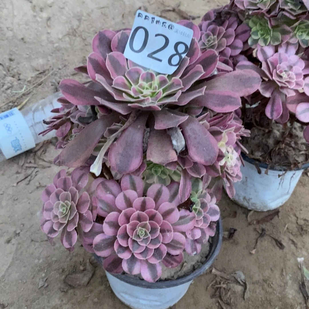 028美杜莎手捧桩不太直东