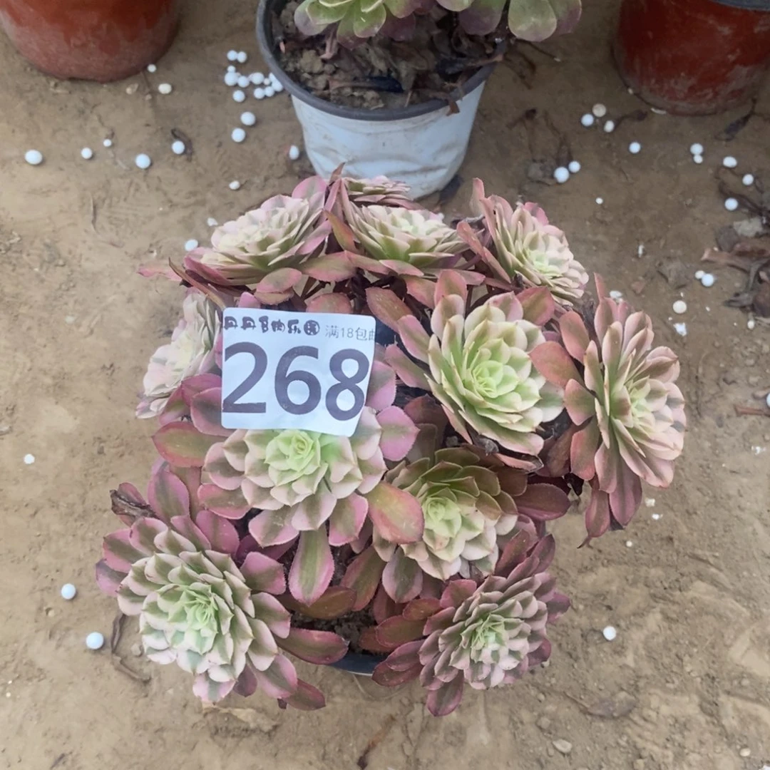 268铜壶白绣球1棚