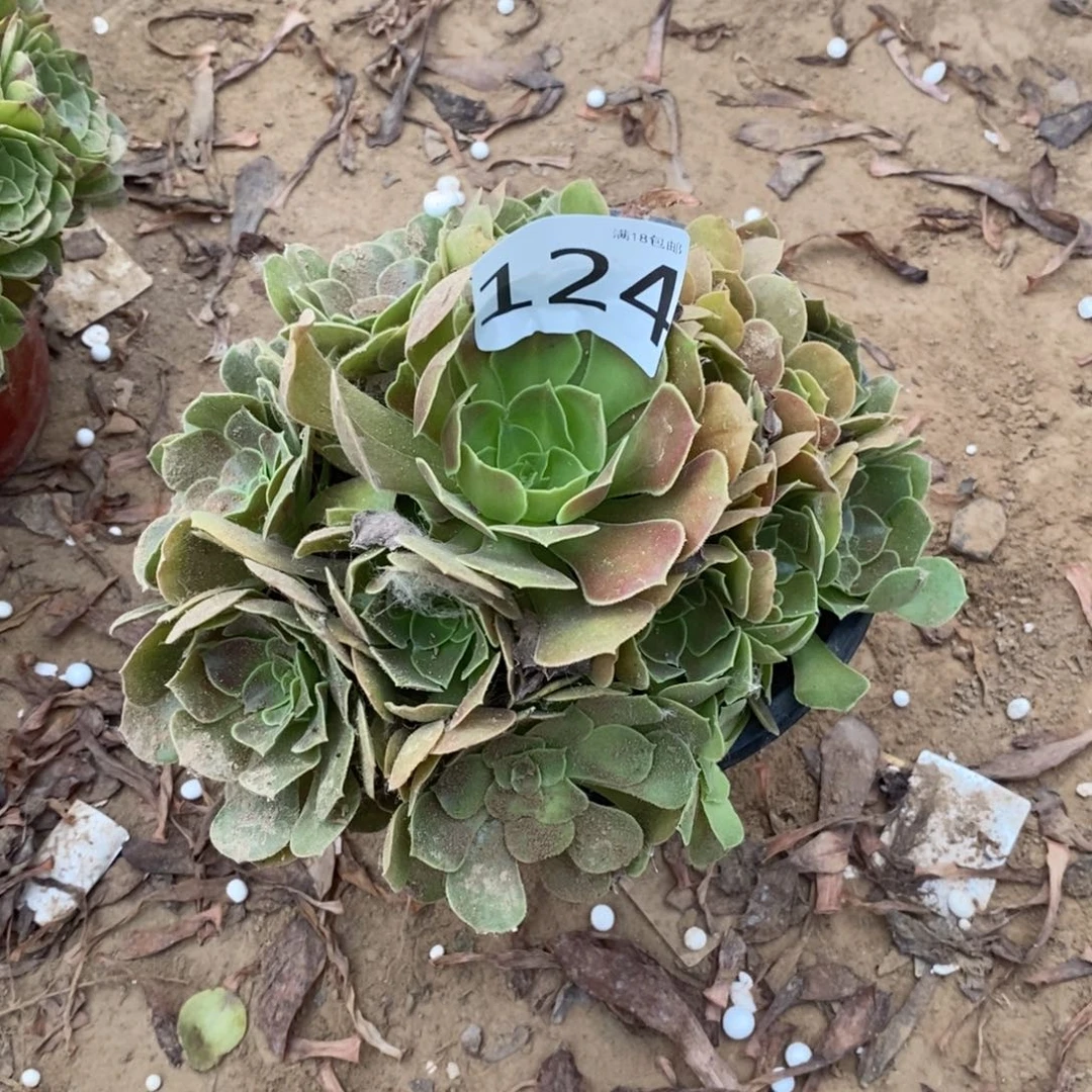 124柠檬玫瑰手捧1棚
