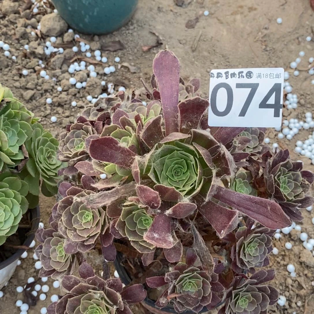 074花纳手捧1棚0000