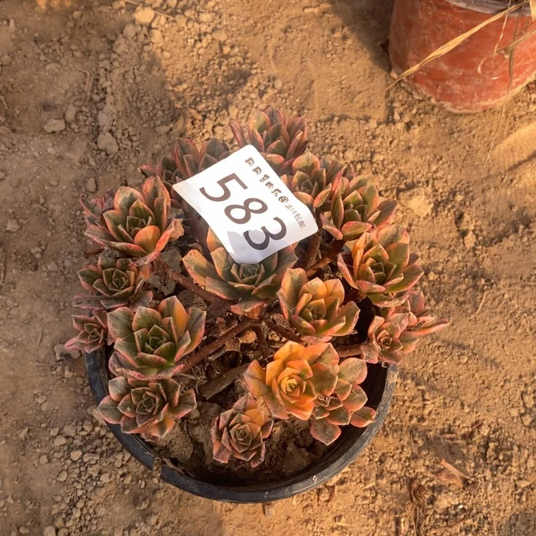 凯*福583甜茶手捧4棚