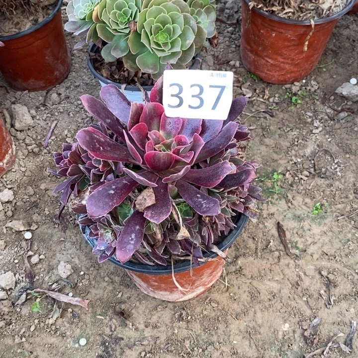 337蒙娜丽莎手捧00000