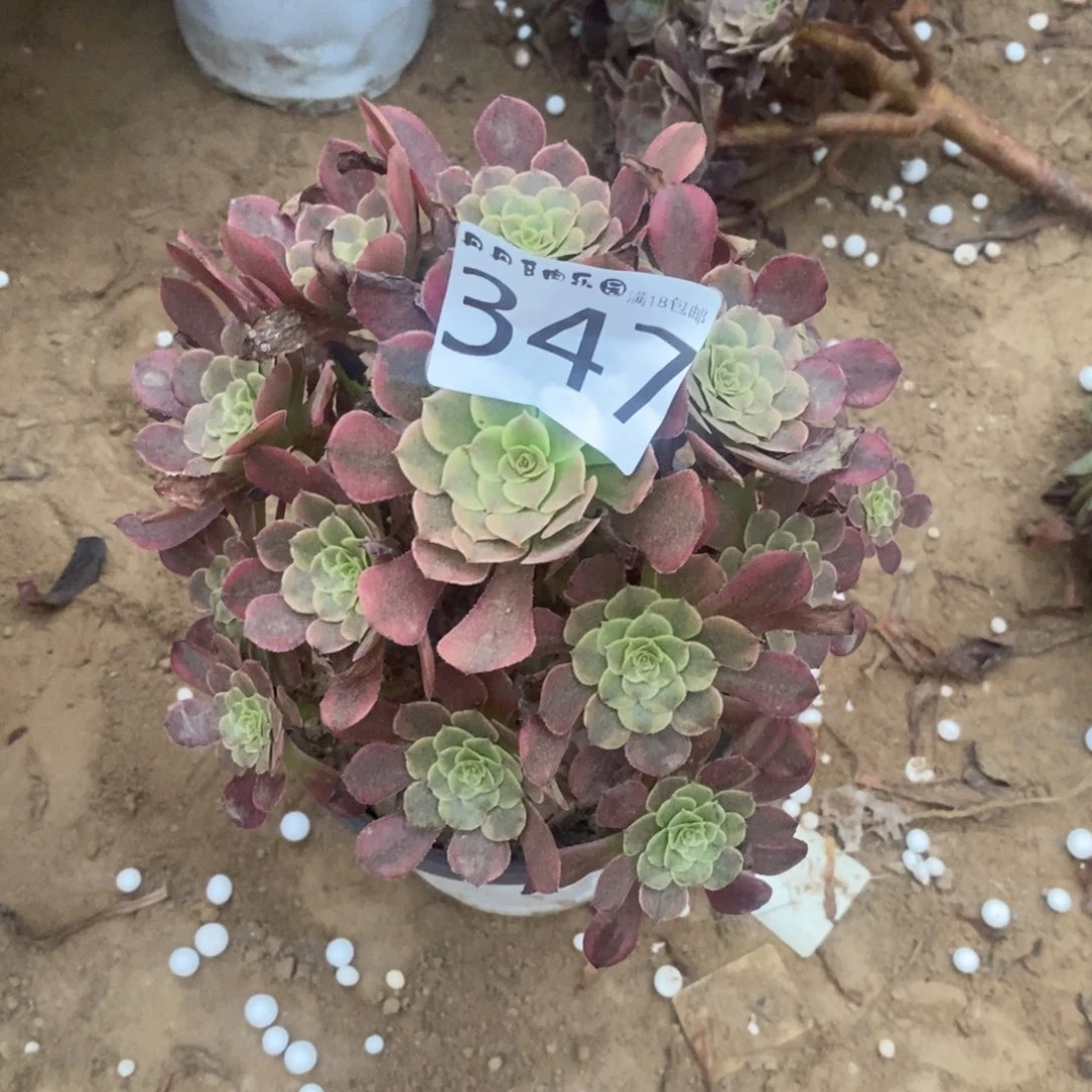 347铜玫瑰绣球1棚