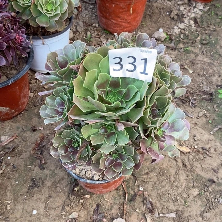 331柠檬玫瑰手捧000