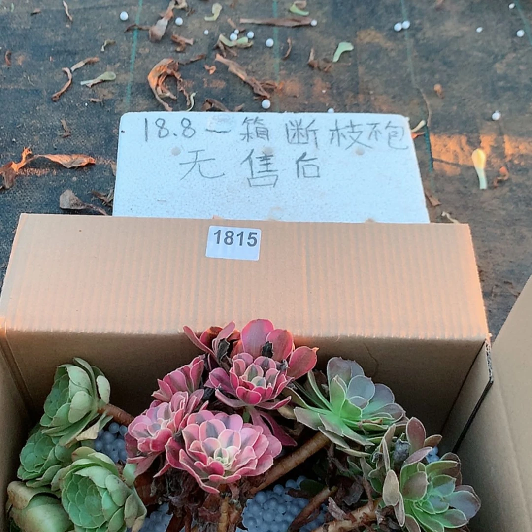 【闪购商品】1815三颗法师