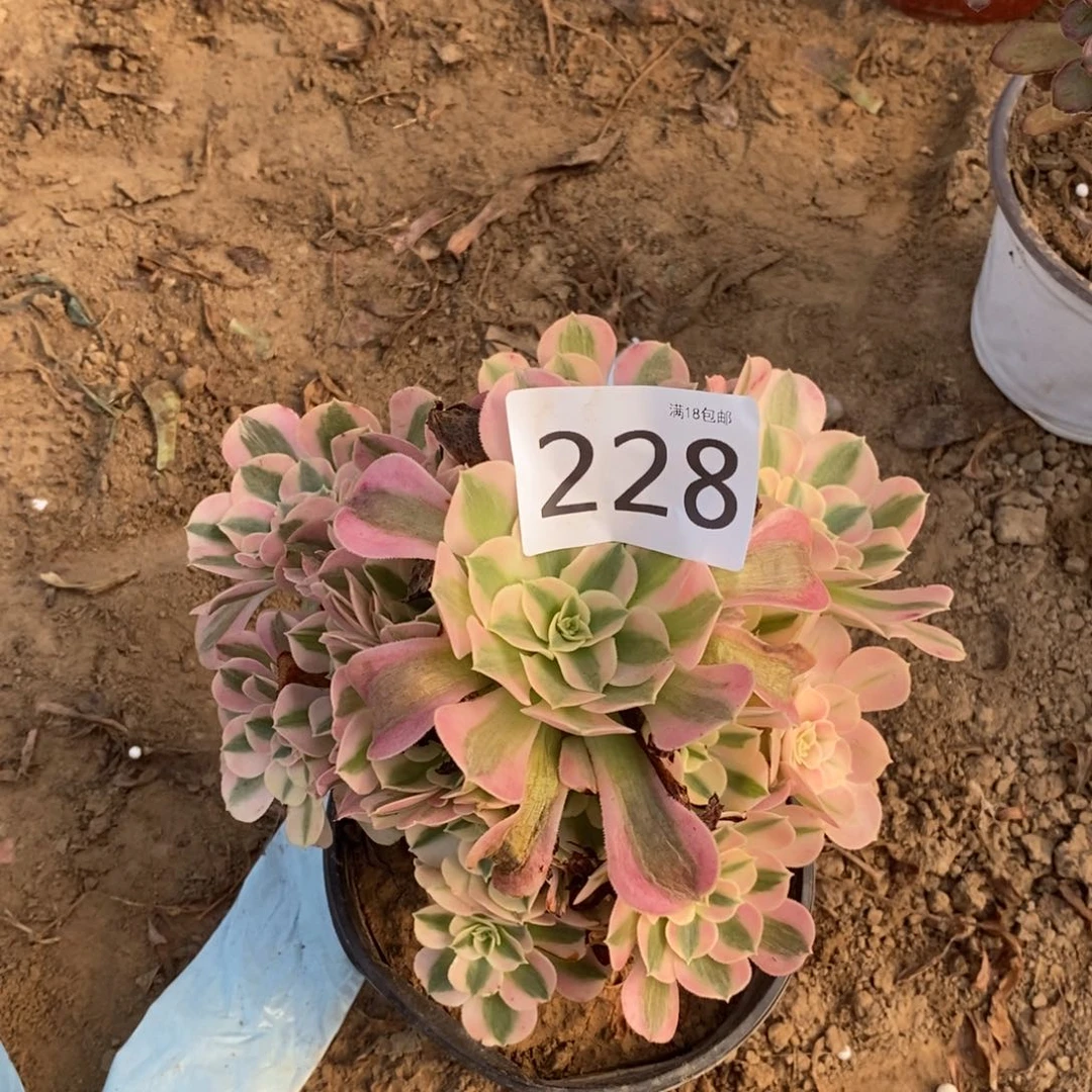 228粉女巫手捧000000