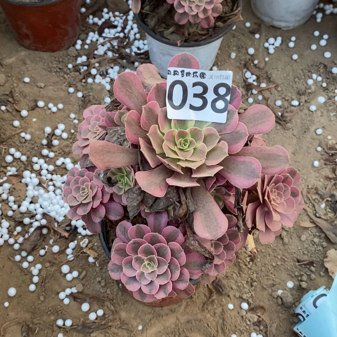 038美杜莎手捧1棚