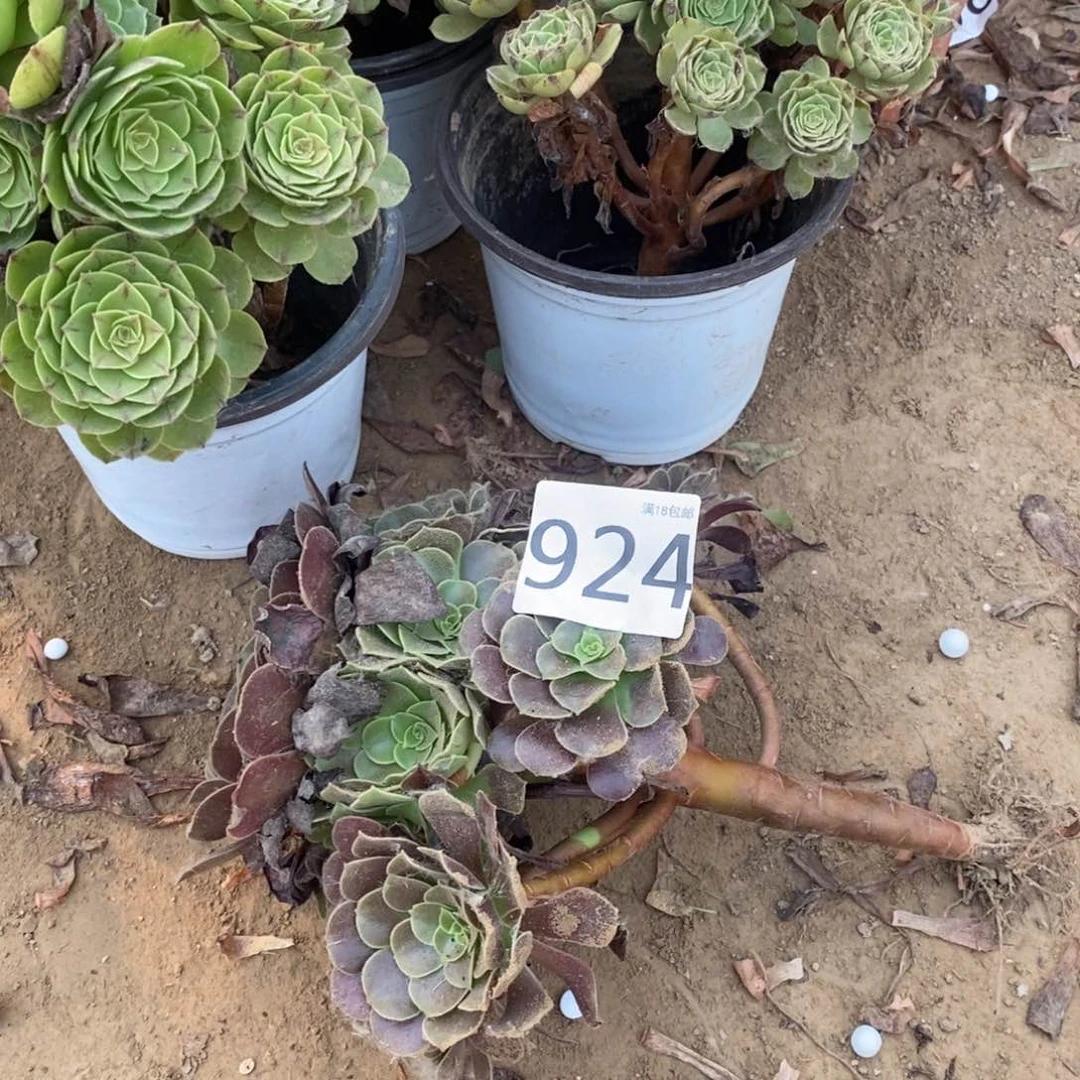 924欧紫手捧1棚0000