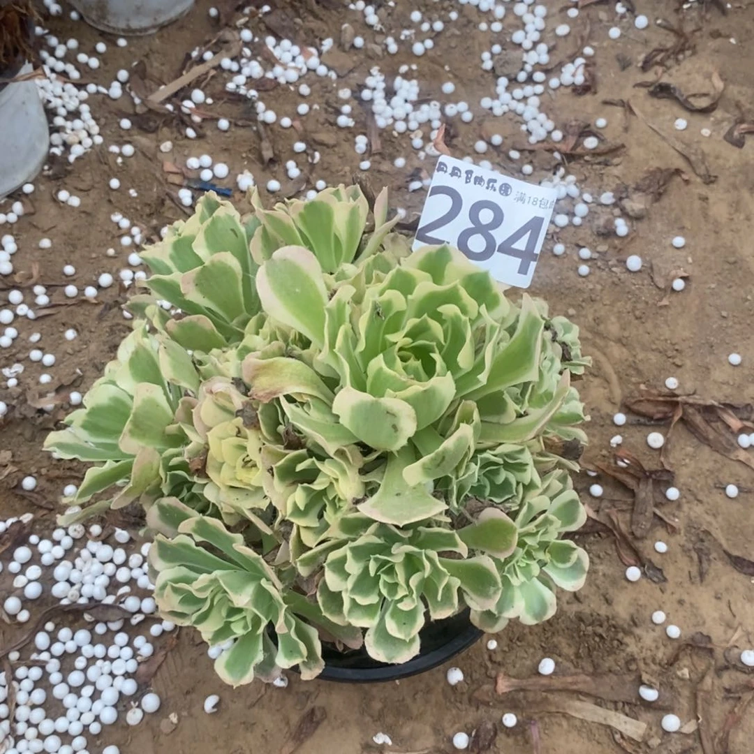 284白凤手捧1棚0000