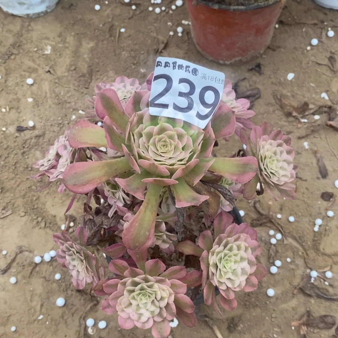 239铜壶白手捧1棚