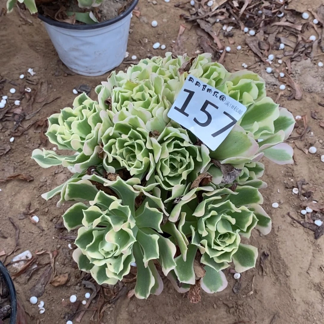 157白凤手捧不太圆1棚