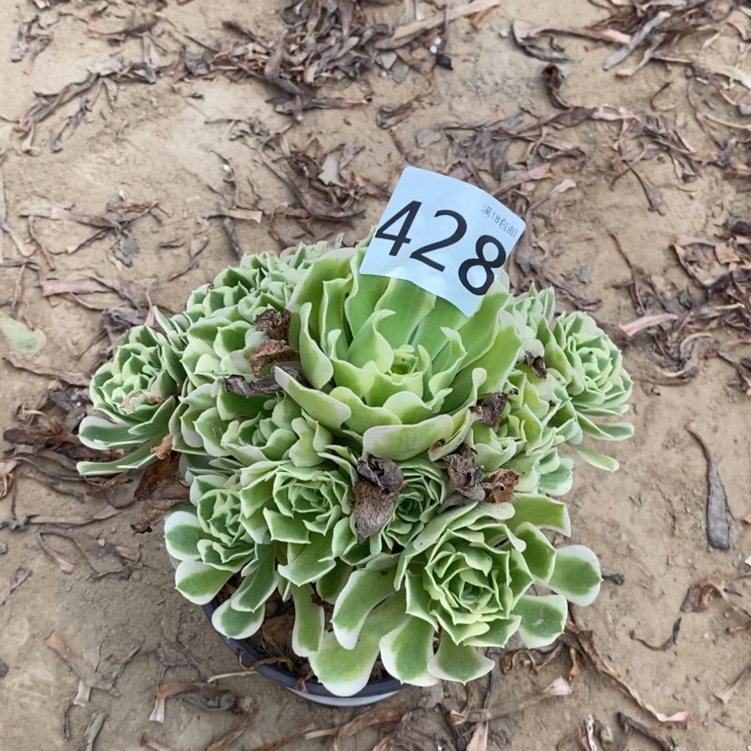 428白凤手捧东棚
