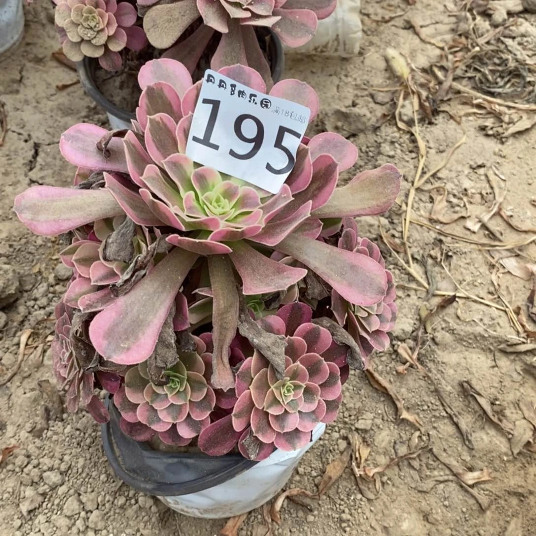 195美杜莎手捧桩不直东