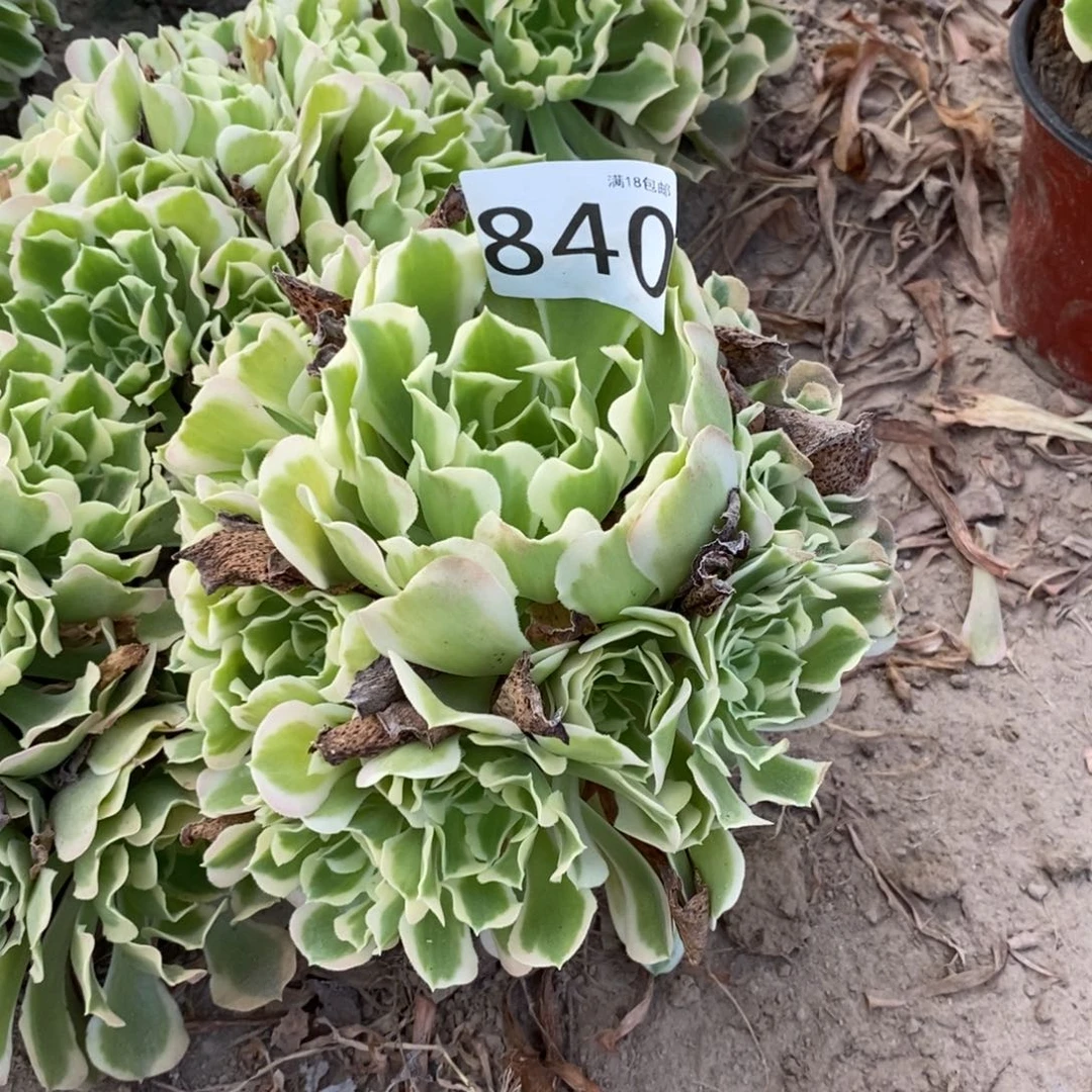 f****6840白凤手捧东棚