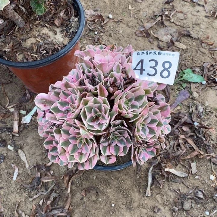 438粉女巫绣球00000