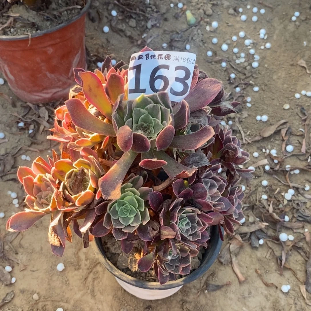 163美杜莎变异手捧1棚
