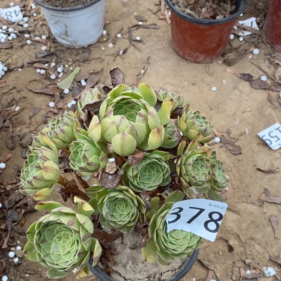 378万拉丝手捧1棚