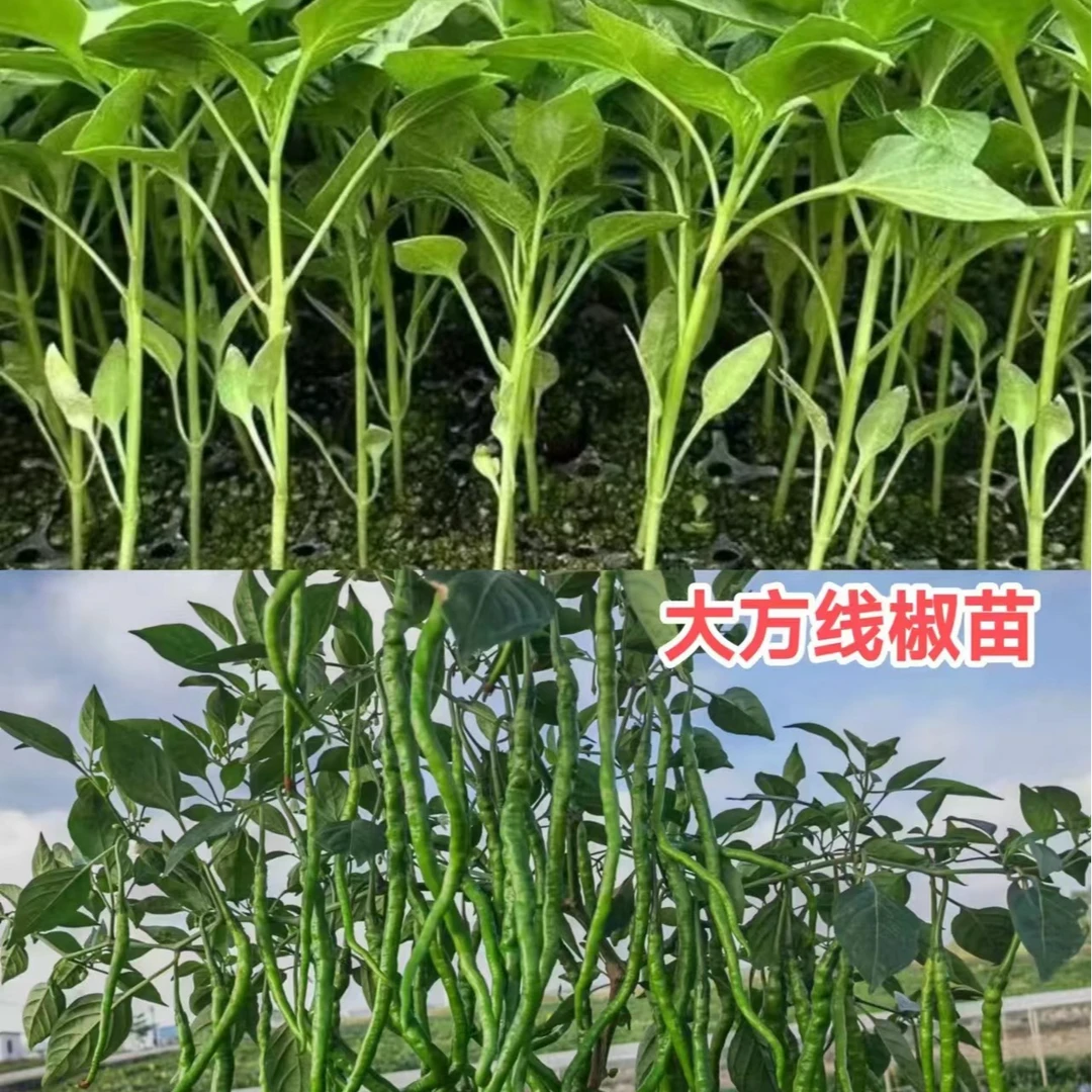 贵州大方鸡爪辣线椒苗盆栽地栽好种植（到手包活，种不包活）