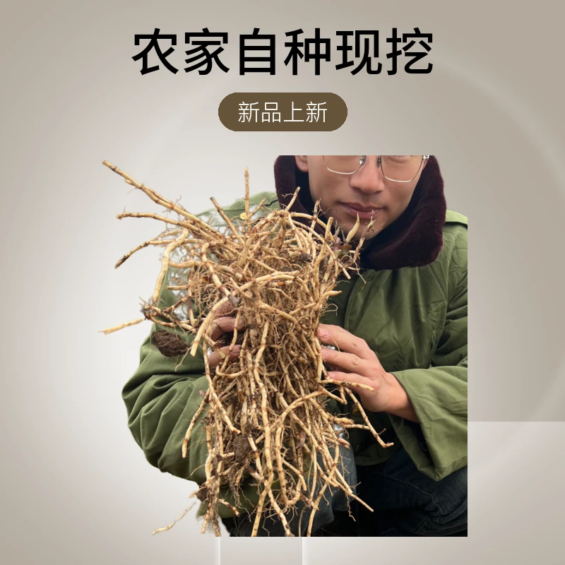 【贵州折耳根】新鲜折耳根农家自种现挖鲜嫩土特产凉拌菜带泥土发货