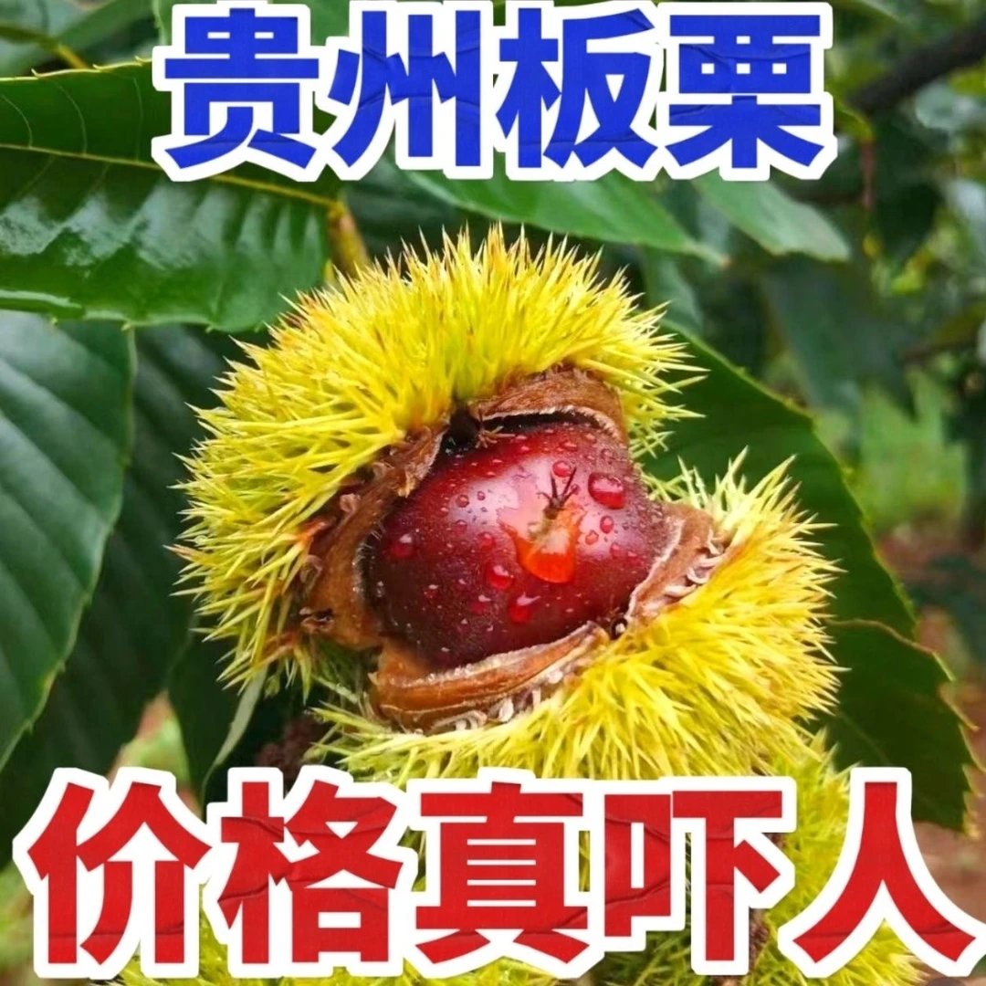 贵州高山老树板栗生吃脆甜可口