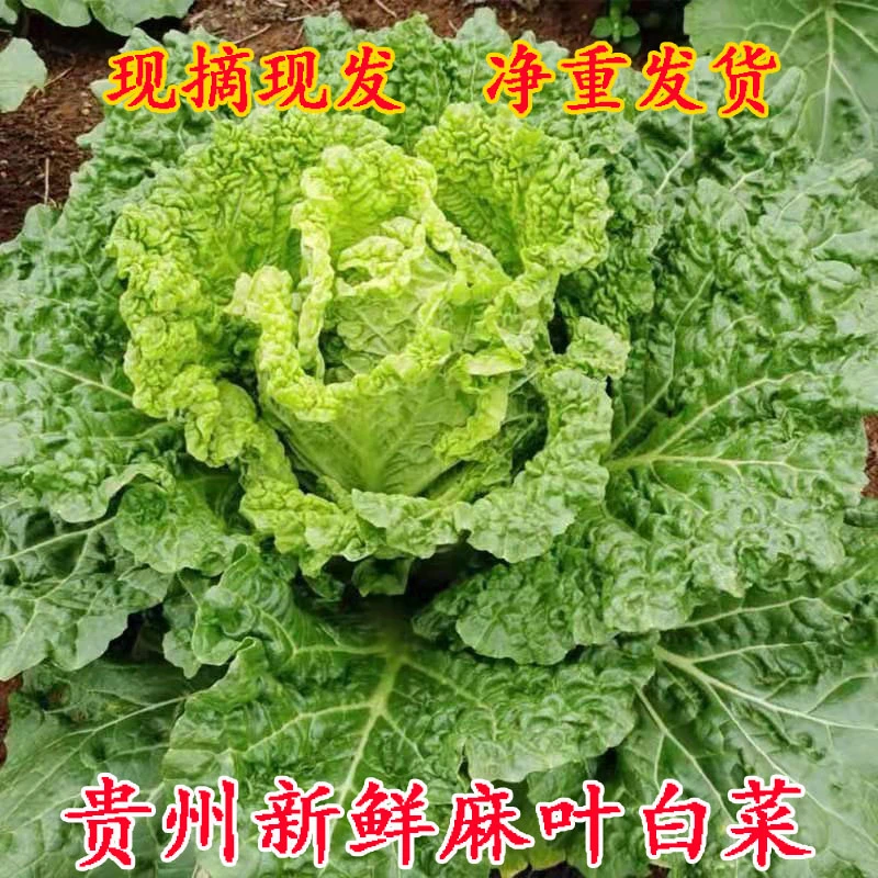 贵州新鲜蔬菜大白菜麻叶白菜青麻火锅菜火锅白菜3斤5斤10斤