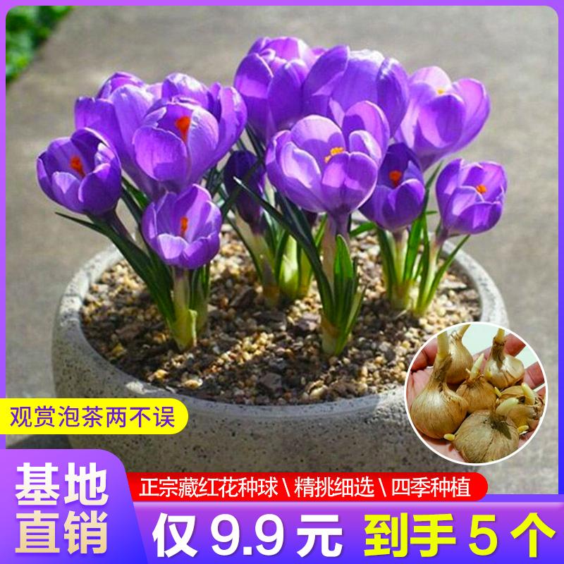 藏红花种球番红花球根花丝食用泡茶花种子四季开花盆栽耐寒植物 种草评价 抖音