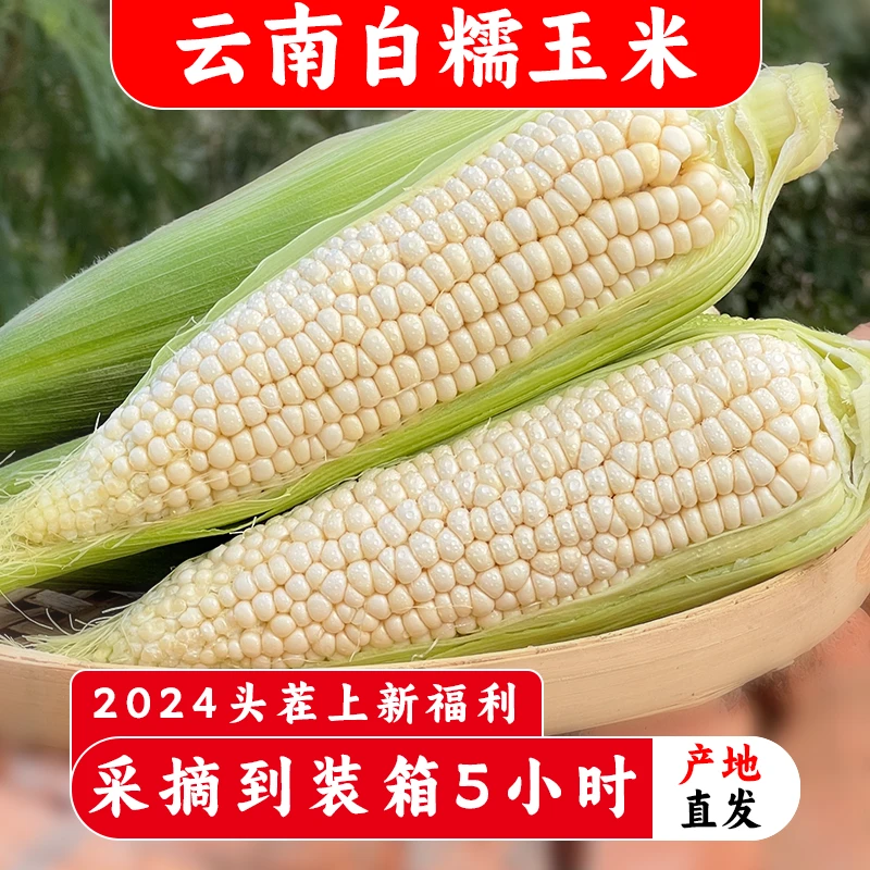 云南新鲜白糯玉米 新鲜现摘带叶发货