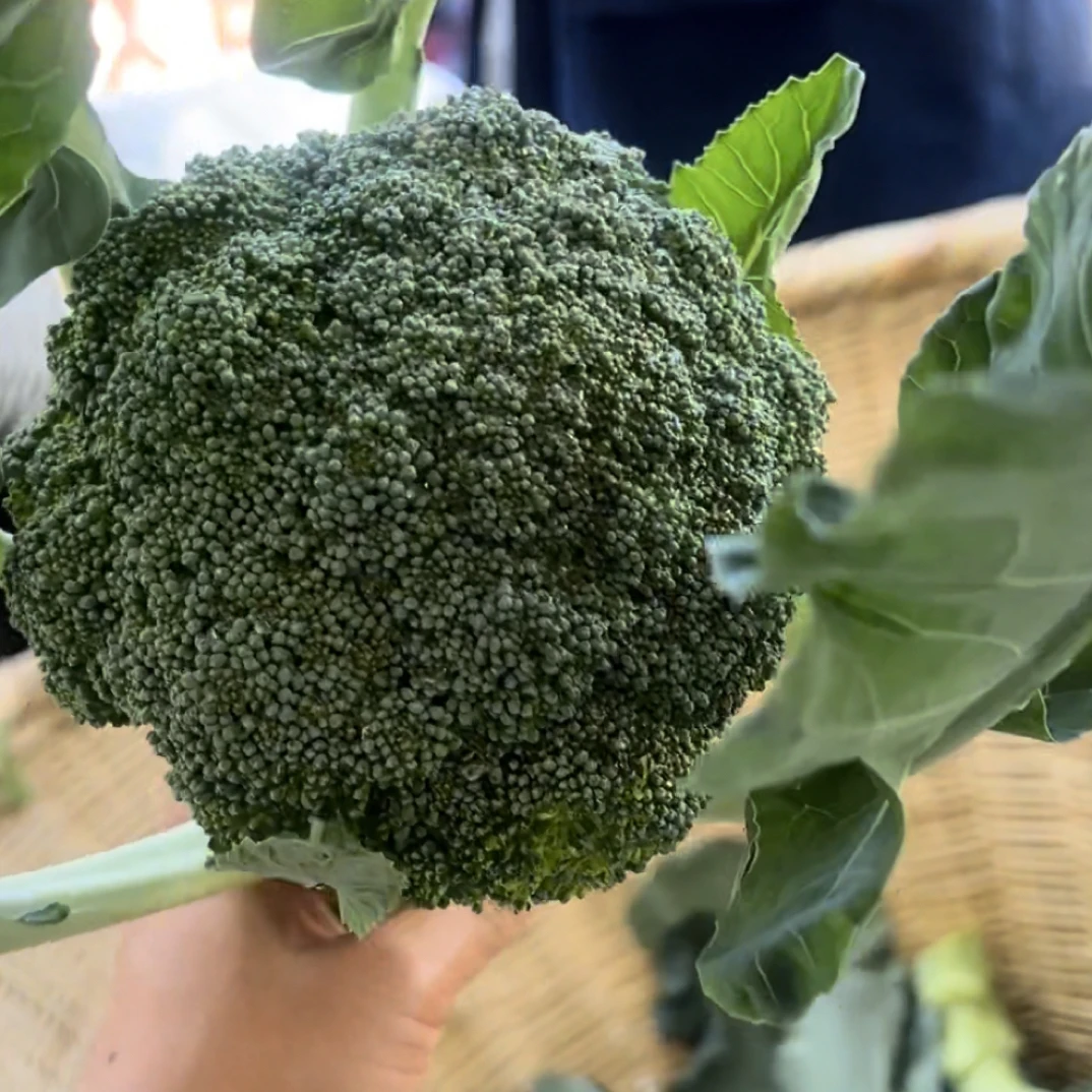 云南农家露天种植西兰花现摘现发