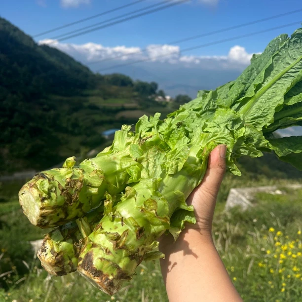 云南高山露天种植莴笋青笋 莴苣现摘现发  共4斤