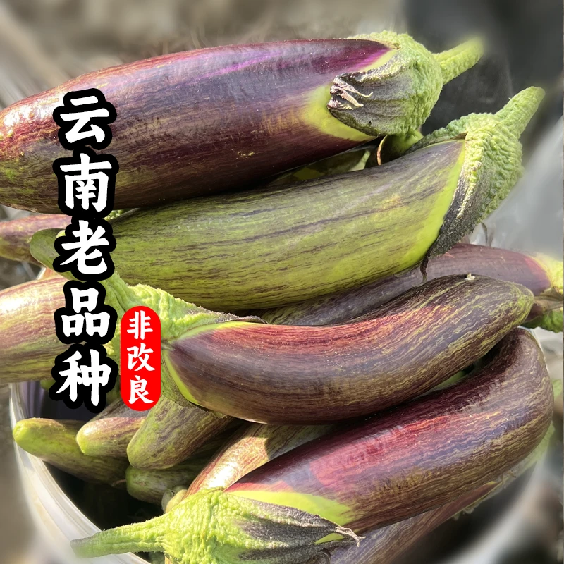 （预售）云南竹丝糯茄 茄子 冰川茄子 露天种植 现摘现发