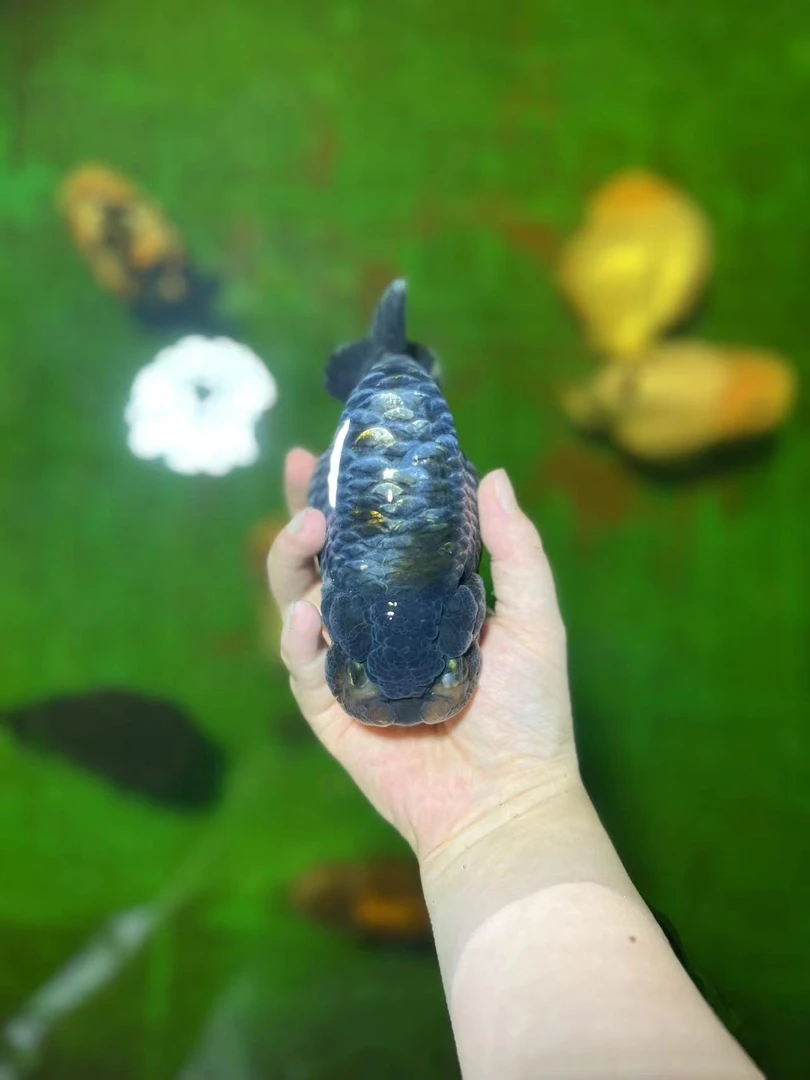 精品兰寿金鱼苗 私拍随机发货 没有包邮哟