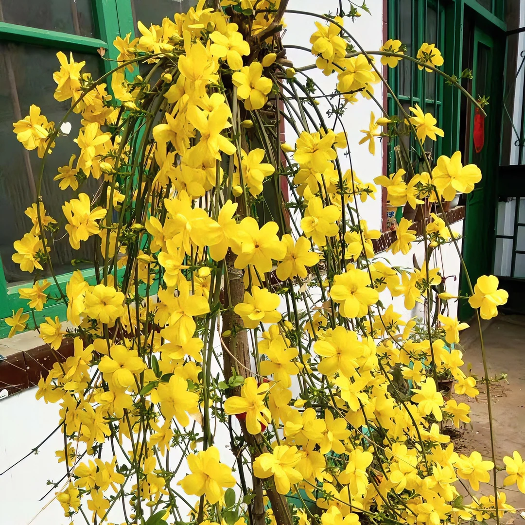 高杆垂吊探春花迎春花 阳台  庭院  绿植 开花金色瀑布一样