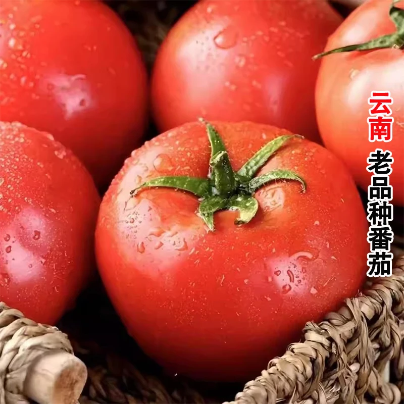 云南老品种石头番茄新鲜现摘现发露天种植西红柿自然成熟新鲜蔬菜