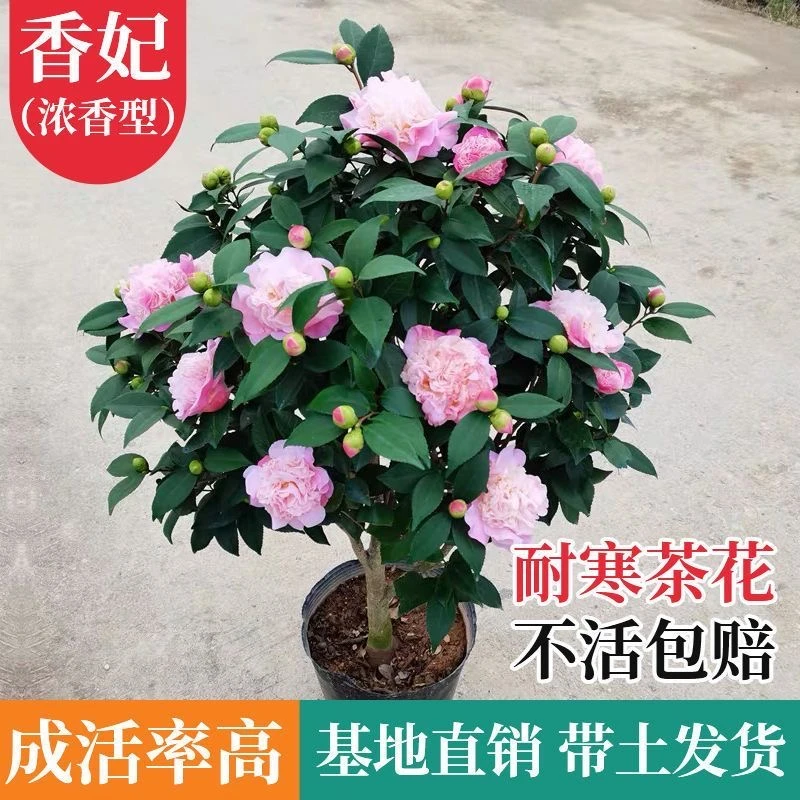 香妃茶花直播间专属链接