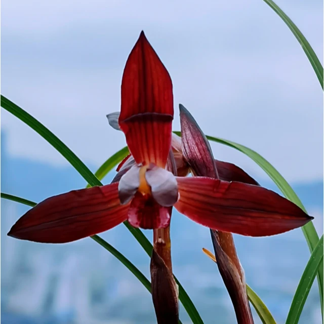 兰花直播间一物一拍（拍下请留言【花名】【数量】）