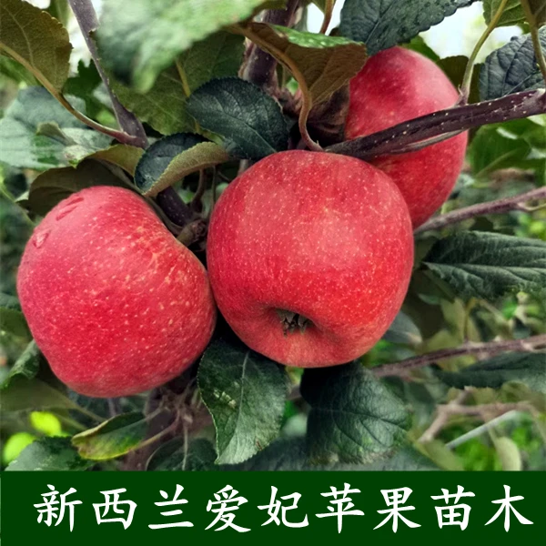 新西兰品种爱妃苹果苗