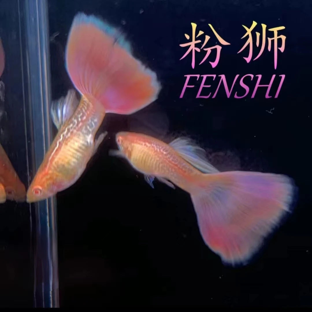 樱花粉狮孔雀鱼（录好开箱视频 入缸不报损 死鱼不补发 均价退款）