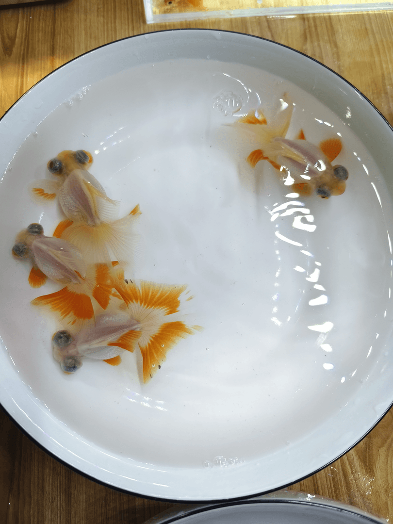 直播间专享链接国粹金鱼泰狮龙井兰寿5-15公分