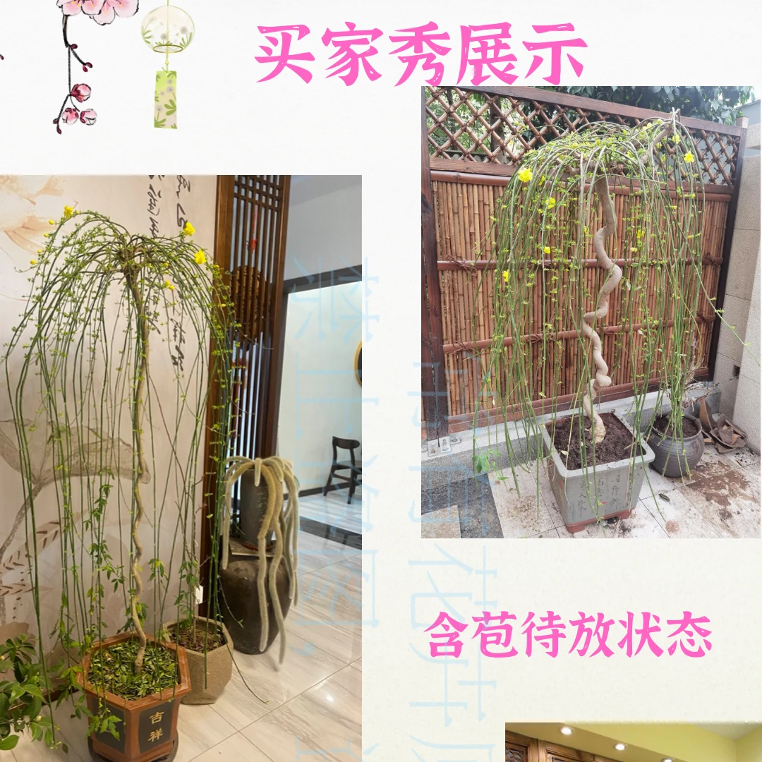 （一物一拍）绿植花卉创意家居庭院室内（落叶开花植物）