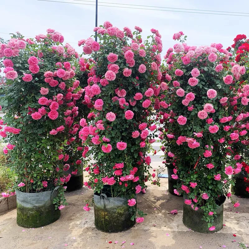 月季补差价 一物一拍