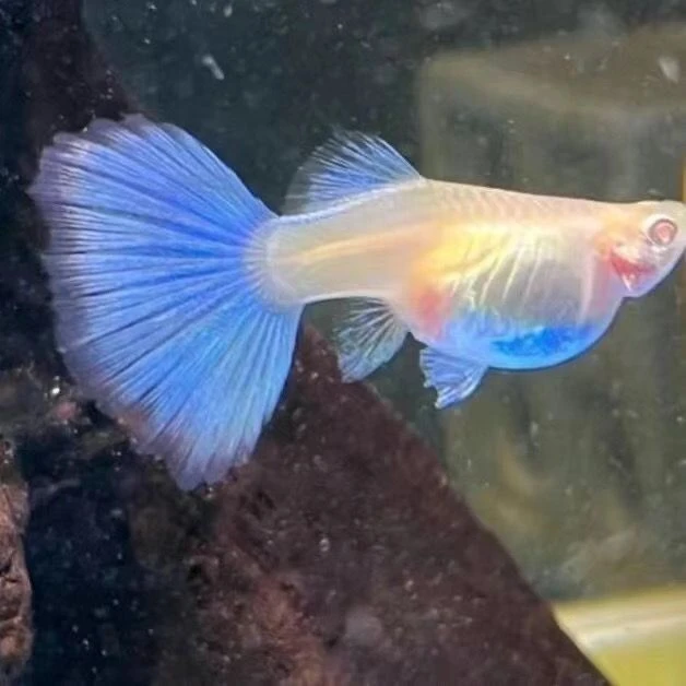 包邮孔雀鱼凤尾白金鸿运孔雀全红小型淡水热带鱼胎生好养耐活皮实
