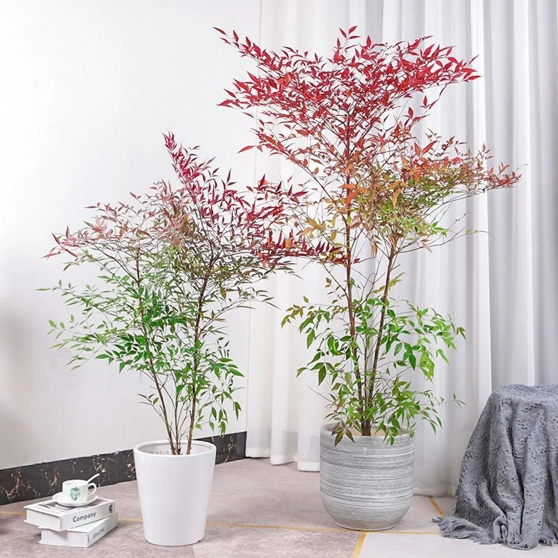 爆款南天竹火焰盆栽客厅绿植室外庭院植物观叶花卉南天竺