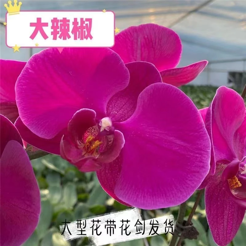 【大辣椒】蝴蝶兰~（叶片可能开裂）